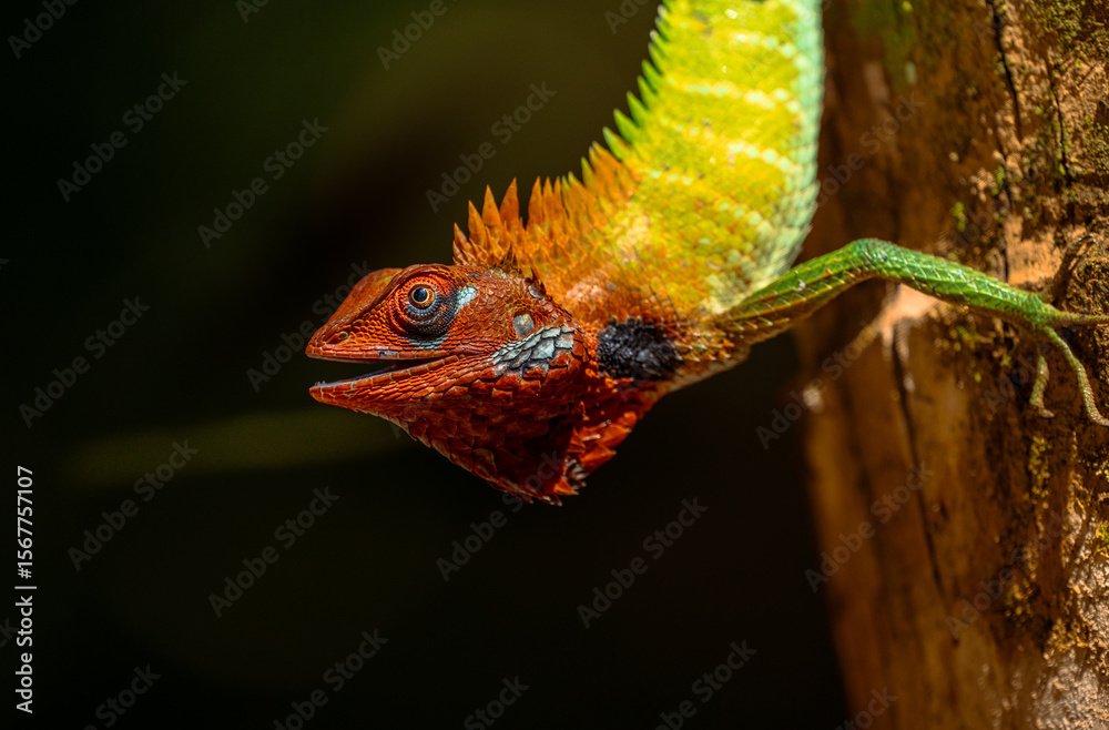 wildlife photography safari